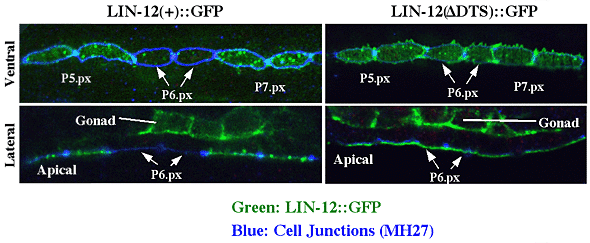 Figure 1: Down-regulation of LIN-12::GFP...